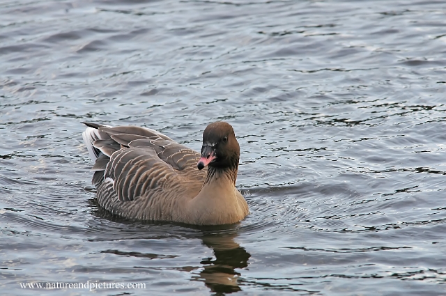 pink-footed goose, pink-footed-1.jpg - PINK-FOOTED GOOSE - PETERSFIELD HEATH LAKE - TENS OF THOUSANDS IN NORFOLK - NONE IN HAMPSHIRE - APART FROM THIS VAGRANT - 26.2.07